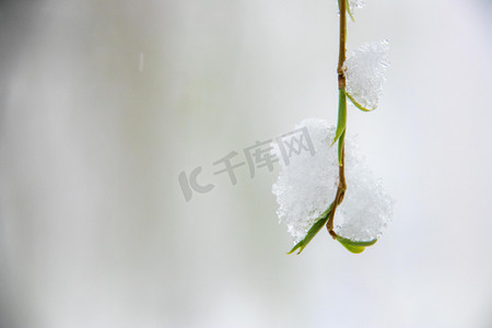 雪压树枝摄影照片_冬季雪景白天雪压树枝室外冬季雪景摄影图配图