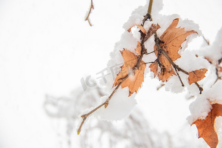 落雪的树枝白天冬季大雪落雪室外落雪的树枝摄影图配图