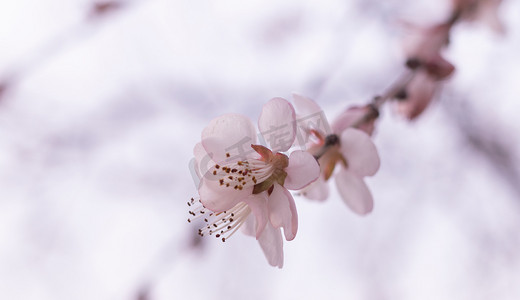 春天桃花花季春天桃花室外静物摄影图配图