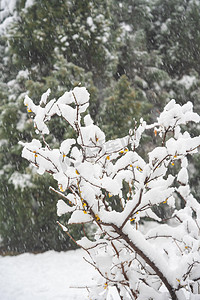 雪压摄影照片_冬季雪景白天雪压柏树树枝室外下雪摄影图配图