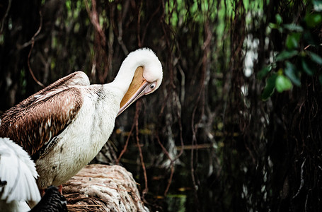 保护动物鸟类鹈鹕湿地摄影图配图