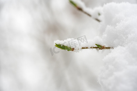 雪压树枝摄影照片_冬季雪景白天冬季雪景柏树室外下雪摄影图配图