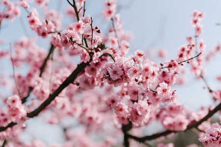 腊八免费粥摄影照片_植物冬季白天梅花室外盛开摄影图配图