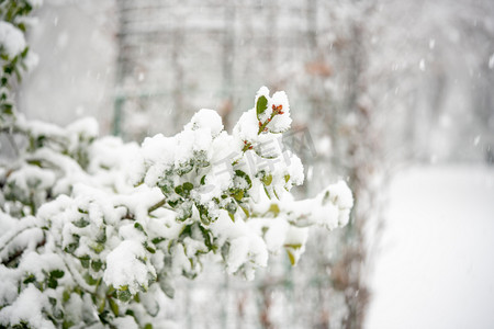 寒潮图片摄影照片_雪天白天树枝上的落雪野外下雪摄影图配图