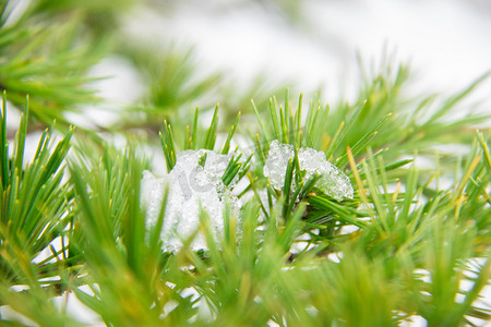 雨雪天摄影照片_雪景白天落松枝上的白雪室外赏雪摄影图配图