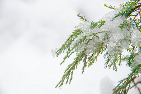 雪压柏树树枝白天柏树树枝雪景室外雪压柏树树枝摄影图配图