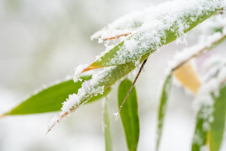 冬季雪景白天雪压竹叶室外冬季雪景竹叶摄影图配图