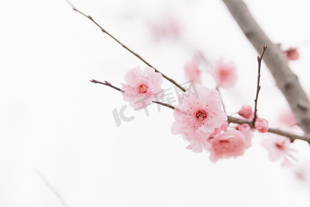 花朵枝头摄影照片_花朵冬季春天白天梅花枝头公园盛开绽放摄影图配图