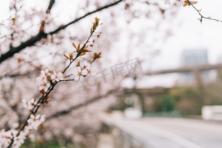 植物花早春白天樱花室外路边盛开摄影图配图