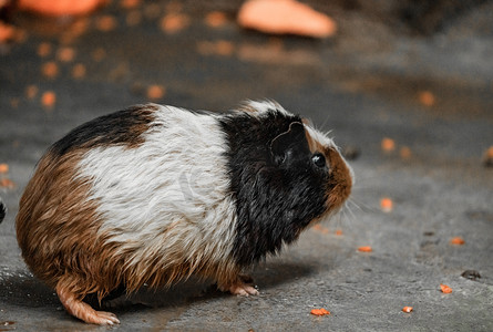 葵鼠摄影照片_动物豚鼠荷兰猪天竺鼠自然摄影图配图