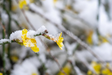 冬季高清摄影图摄影照片_冬季雪景白天雪压迎春花室外下雪摄影图配图