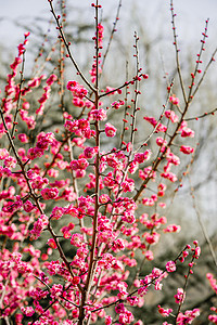 春季红梅白天春季红梅室外春季红梅摄影图配图