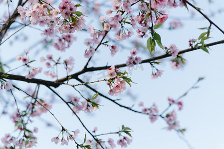 植物早春白天樱花枝头特写盛开摄影图配图