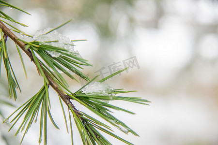 树枝元素摄影照片_冬日大雪雪景白天雪压松树树枝室外冬日大雪雪景摄影图配图