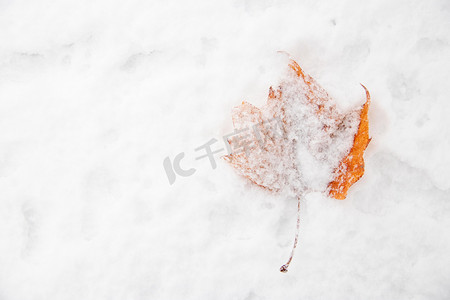 寒潮图片摄影照片_冬日大雪落雪的树叶白天落雪的树叶室外落雪的树叶摄影图配图