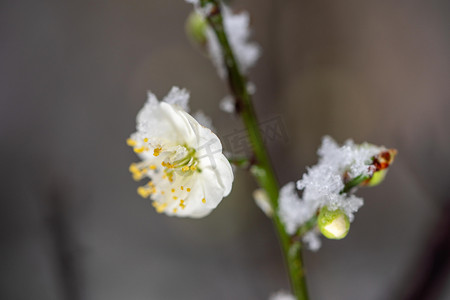 吉鼠迎春摄影照片_梅花白天积雪白梅室外游园摄影图配图