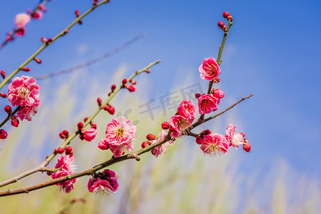 梅花孤山摄影照片_春季红梅白天红梅花朵花骨朵室外春季红梅摄影图配图