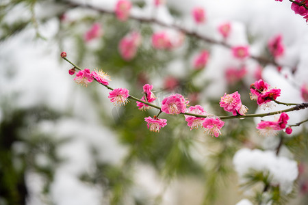 梅花白雪摄影照片_冬日大雪梅花白天冬日大雪梅花室外冬日大雪梅花摄影图配图