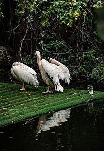 湿地保护动物鸟类鹈鹕摄影图配图