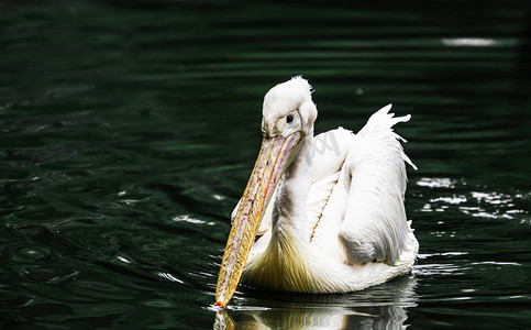 保护珍稀动物鸟类白鹈鹕摄影图配图