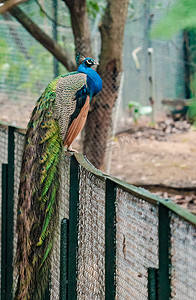 珍稀保护动物自然孔雀摄影图配图