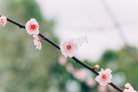 腊八送福摄影照片_植物花冬季梅花枝头盛开摄影图配图