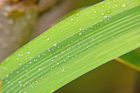 芦苇白露摄影照片_白天户外雨后在芦苇叶上的露珠摄影图配图