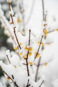 迎春花雪景白天冬季雪景室外冬季雪景摄影图配图