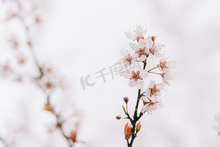 植物花早春春季樱花枝头盛开摄影图配图