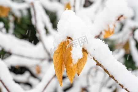 雪花元素摄影照片_冬季雪景白天树叶落雪室外冬季雪景树枝摄影图配图