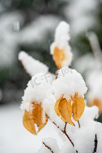 树枝元素摄影照片_冬季雪景白天雪压树枝树叶室外雪景摄影图配图