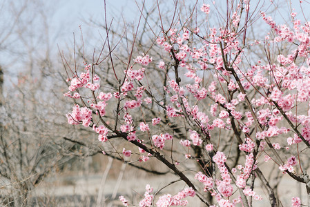 腊八摄影照片_植物花冬季春季梅花树枝公园盛开摄影图配图