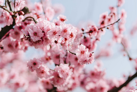 性孔梅花摄影照片_植物冬季梅花树枝室外盛开摄影图配图