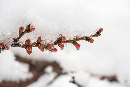 寒潮图片摄影照片_冬季雪景白天冬季雪景花枝室外雪压花枝摄影图配图