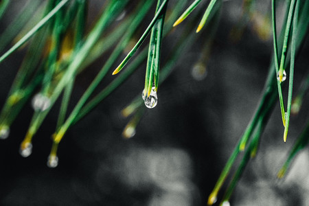 雨雪天摄影照片_雨滴白天树枝上的水滴室外春游摄影图配图