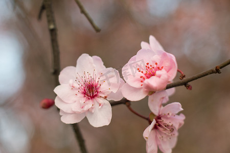 春天梅摄影照片_花瓣春天梅花风景盛开摄影图配图