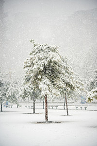 小雪雪花摄影照片_下雪天白天雪中松树野外落雪摄影图配图