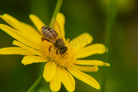 户外踏青摄影照片_户外白天一只蜜蜂在菊花上采蜜摄影图配图
