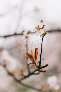 植物花春季早春枝头盛开摄影图配图