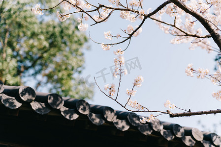 福建樱花摄影照片_植物花朵白天春天樱花屋檐公园室外盛开摄影图配图