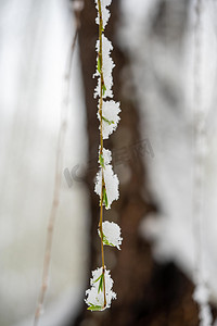 冬天立冬下雪雪花摄影照片_冬季雪景白天柳树枝室外下雪摄影图配图