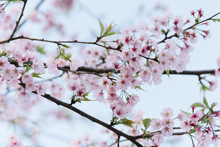 三月七日摄影照片_植物花早春白天樱花公园绽放摄影图配图