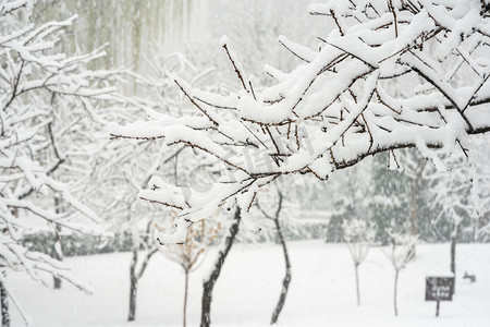 寒潮图片摄影照片_冬季雪景白天树枝落雪室外下雪树枝摄影图配图