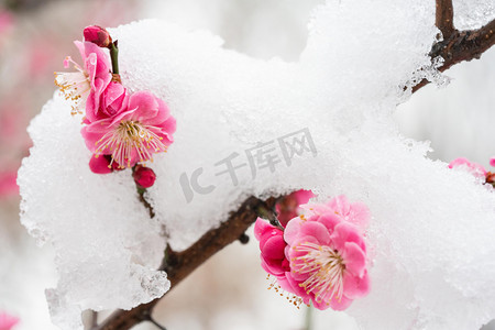 雪花摄影照片_梅花白天雪压梅花梅园赏梅摄影图配图