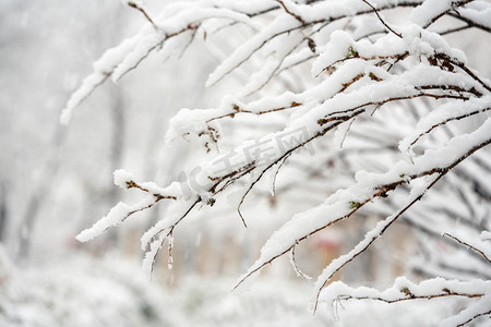 冬季白雪摄影照片_冬季雪景白天落雪室外树枝落雪摄影图配图