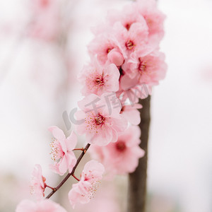 梅花图摄影照片_植物冬季春天白天梅花公园盛开绽放摄影图配图