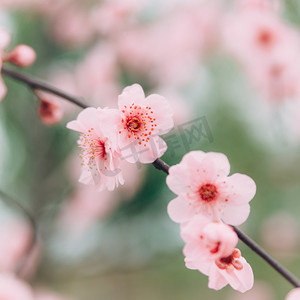 腊八动效摄影照片_植物花冬季梅花枝头特写盛开摄影图配图