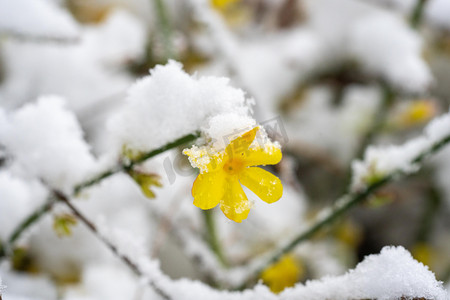 花枝水墨摄影照片_冬季雪景白天冬季雪景雪压迎春花花枝室外下雪摄影图配图