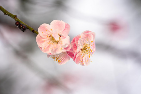 粉色梅花花枝摄影照片_梅花白天粉色梅花花朵室外赏梅摄影图配图