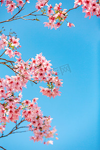 鄱阳湿地公园摄影照片_樱花画报春天花朵公园赏花摄影图配图